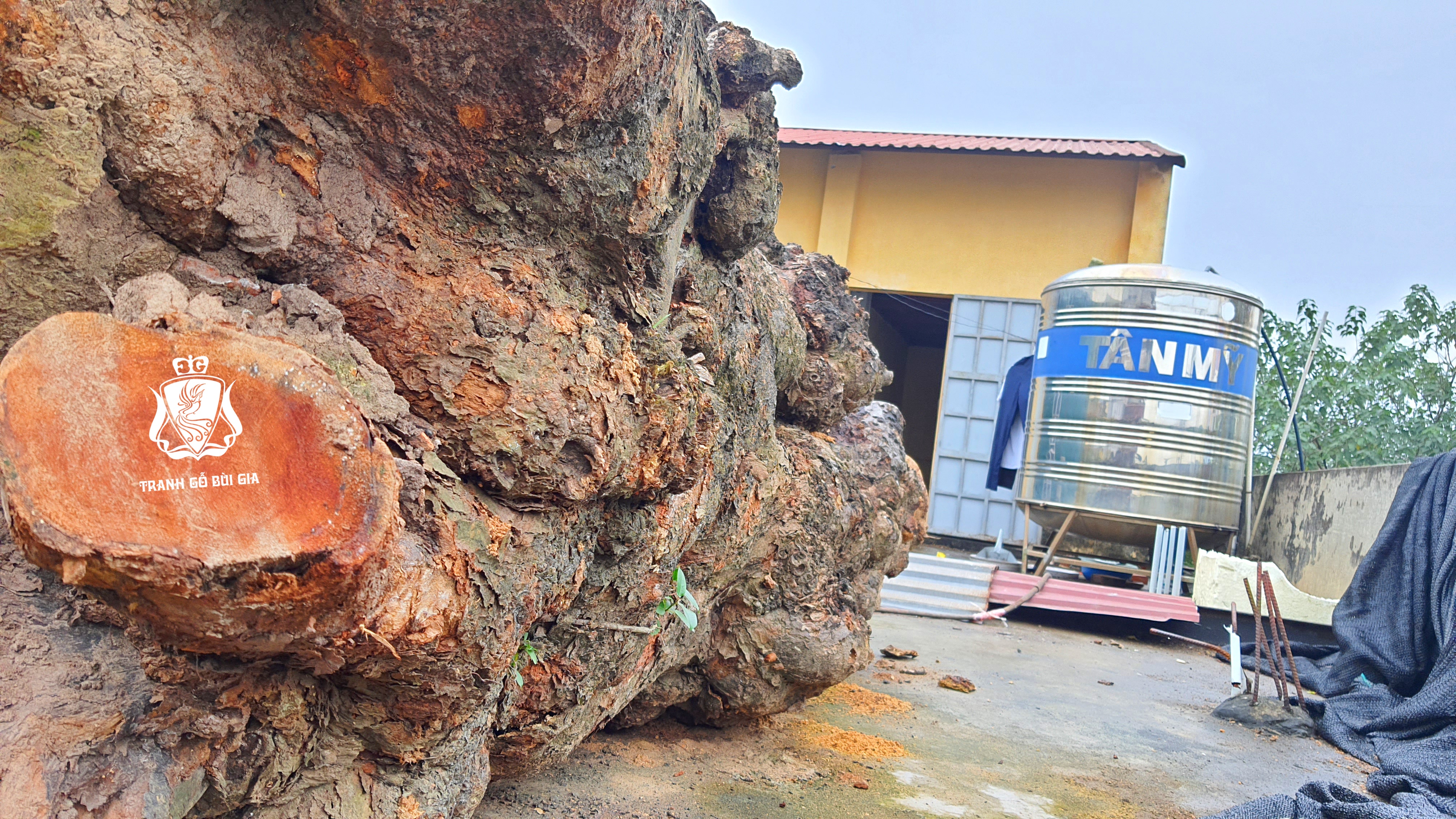 Quá trình dóc vỏ cho một tác phẩm đặc sắc trên phôi gỗ 100 năm tuổi